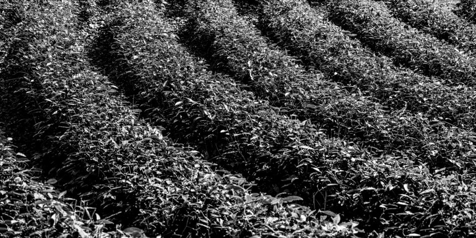 Tea plantation - Monte Verità ©Christian Jungwirth