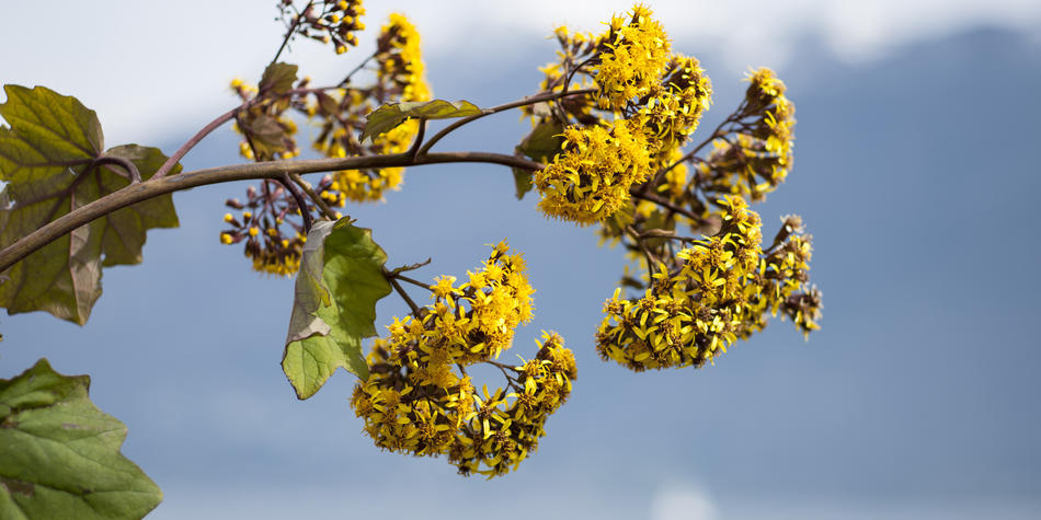 Frühling im botanischen Garten - Brissago Inseln ©Christian Jungwirth